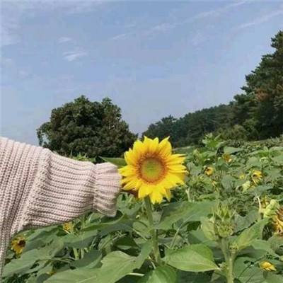 诸王之刃手游无限元宝版下载